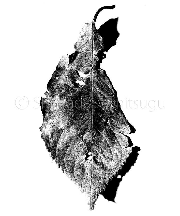 Leaf