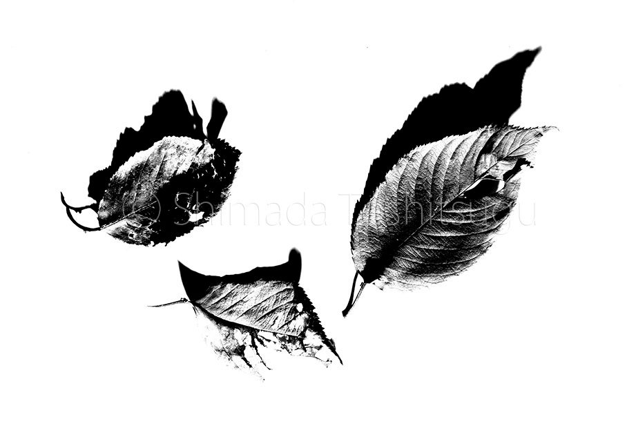 Leaf