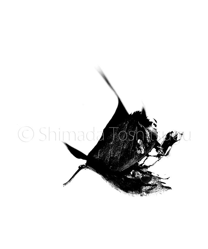 Leaf