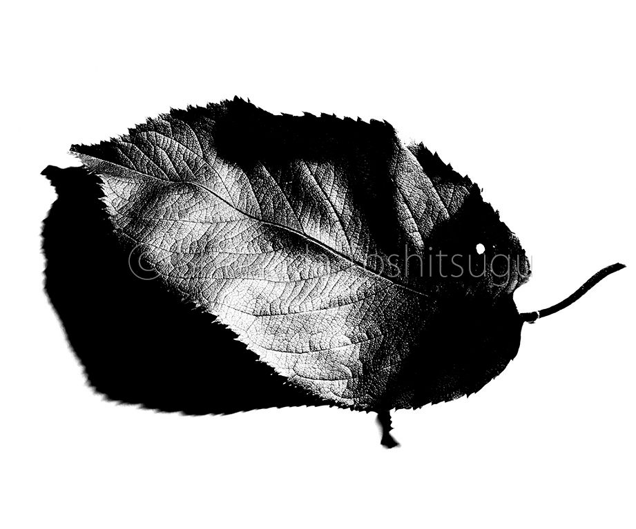 Leaf