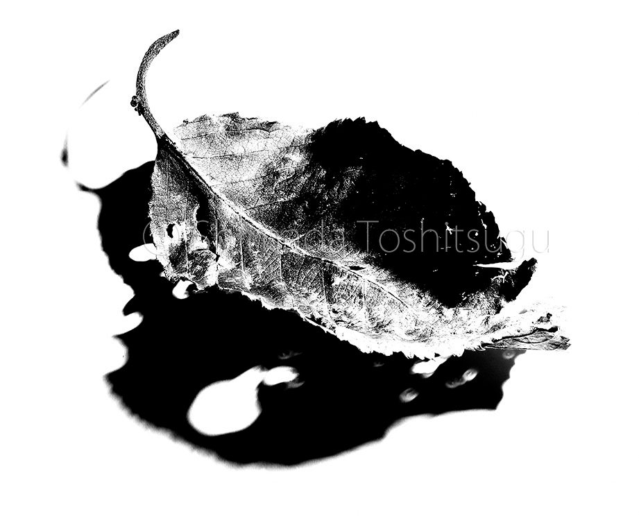 Leaf