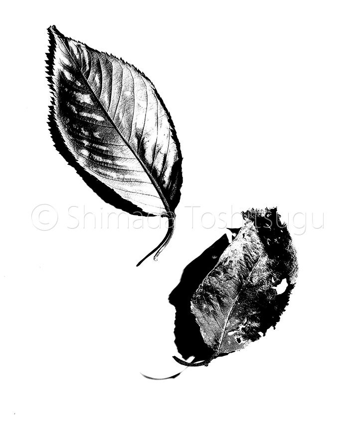 Leaf