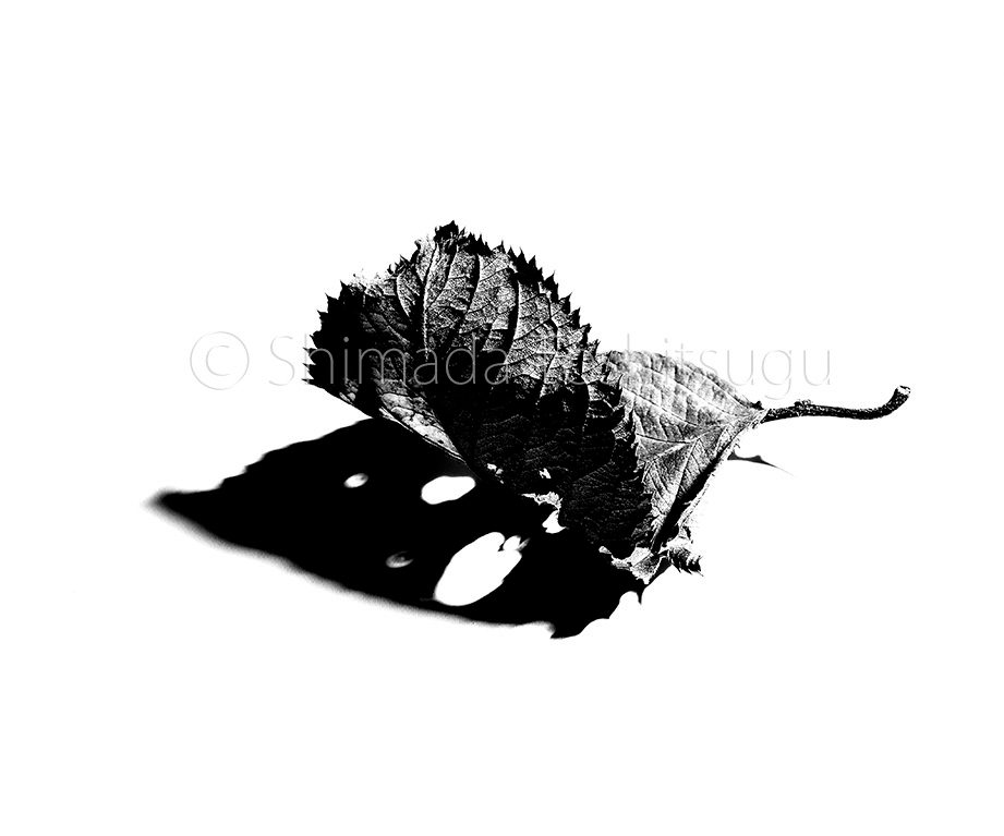 Leaf
