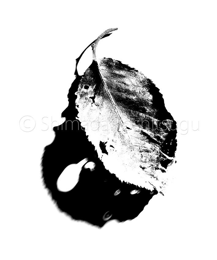 Leaf
