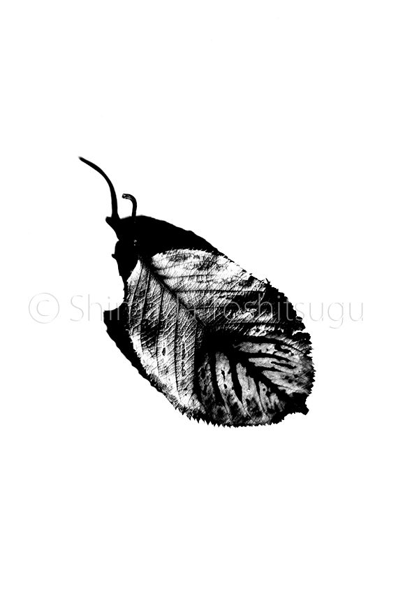 Leaf