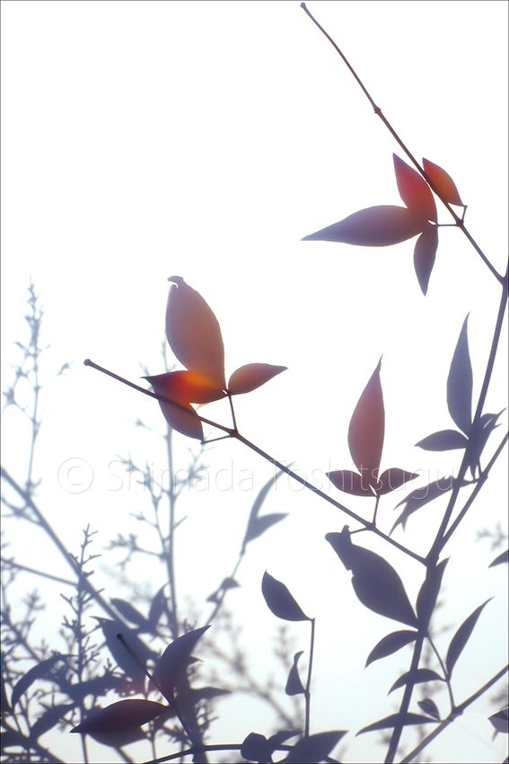 Shadow Flower