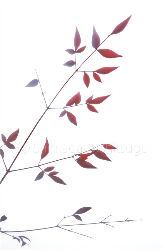 Shadow Flower