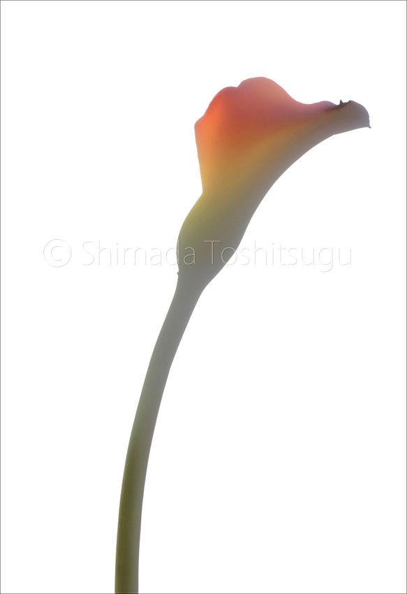 Shadow Flower