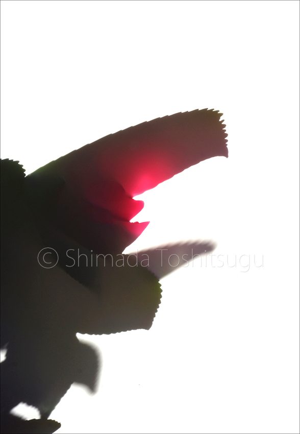 Shadow Flower
