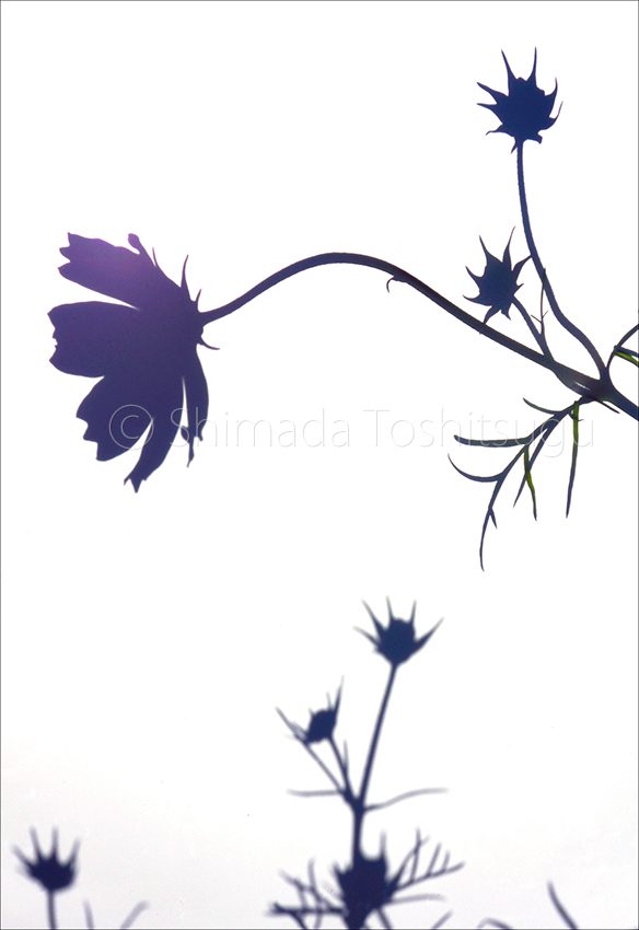 Shadow Flower