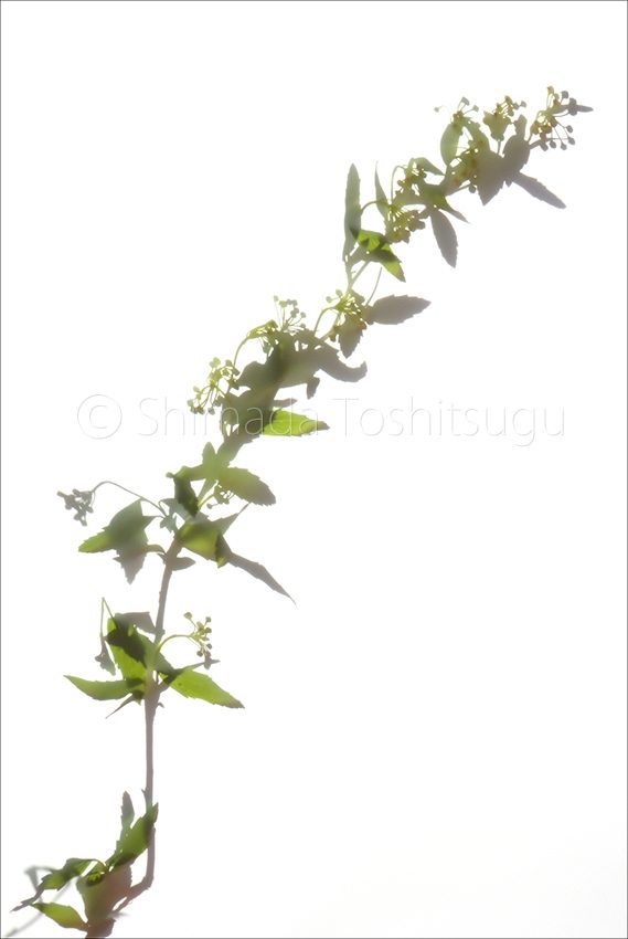 Shadow Flower