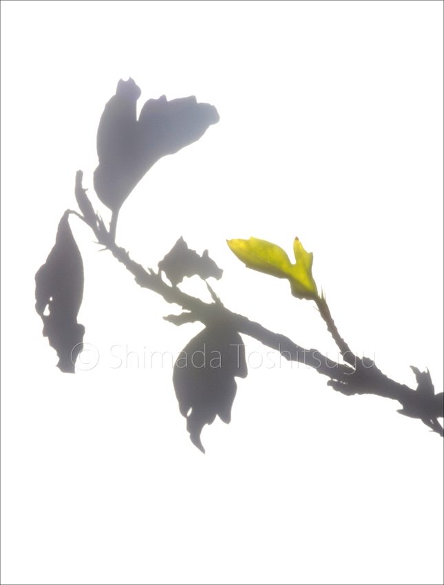 Shadow Flower