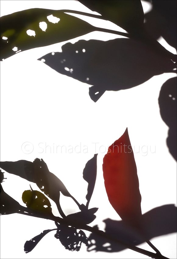 Shadow Flower