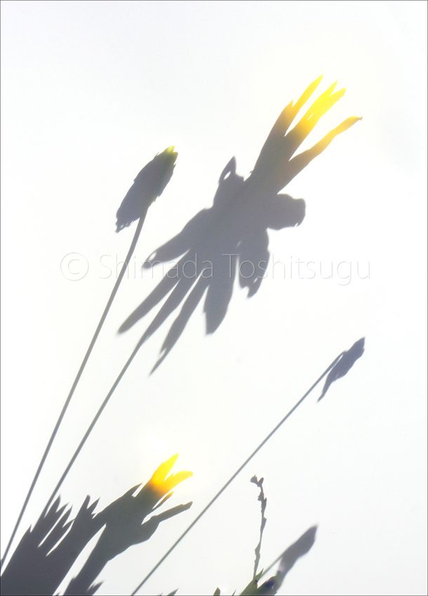 Shadow Flower