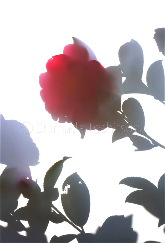 Shadow Flower