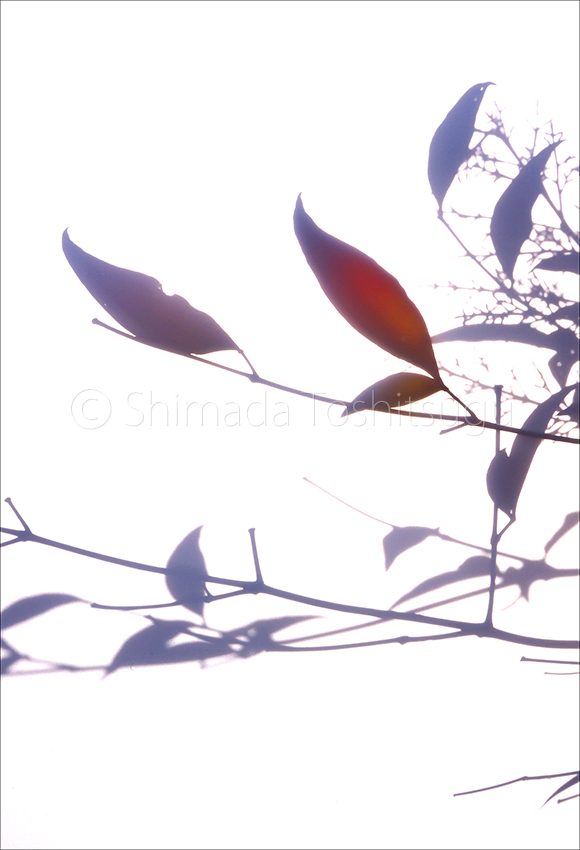 Shadow Flower